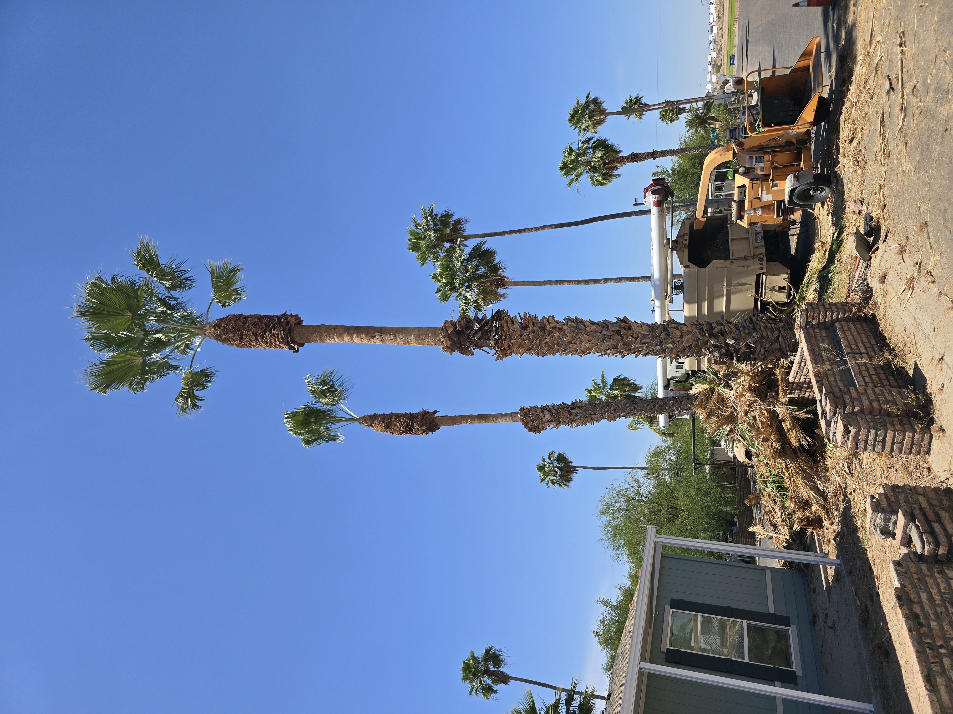 After palm trimming with a cleaner finished profile