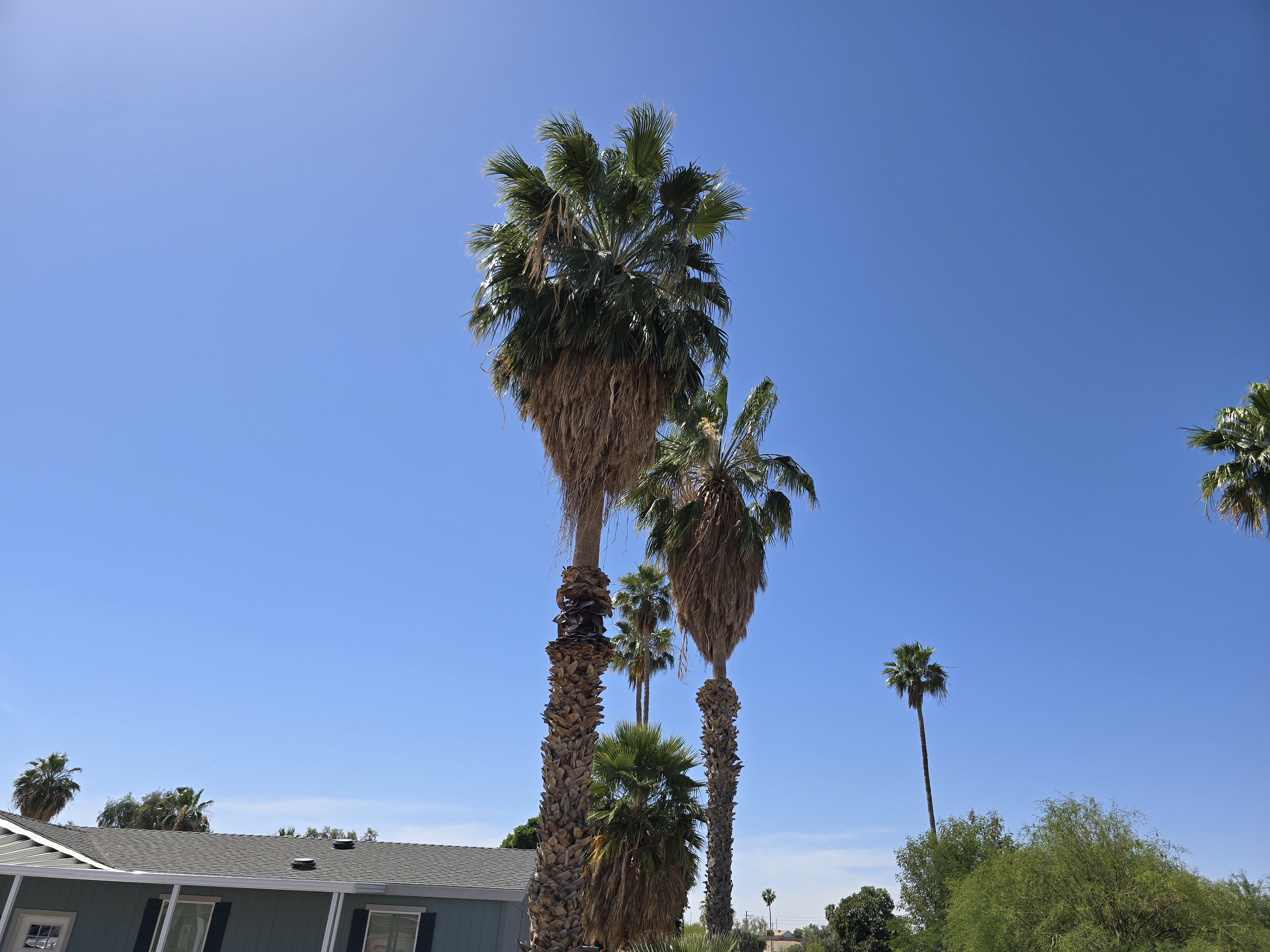 Before palm trimming with dead fronds and skirt material visible