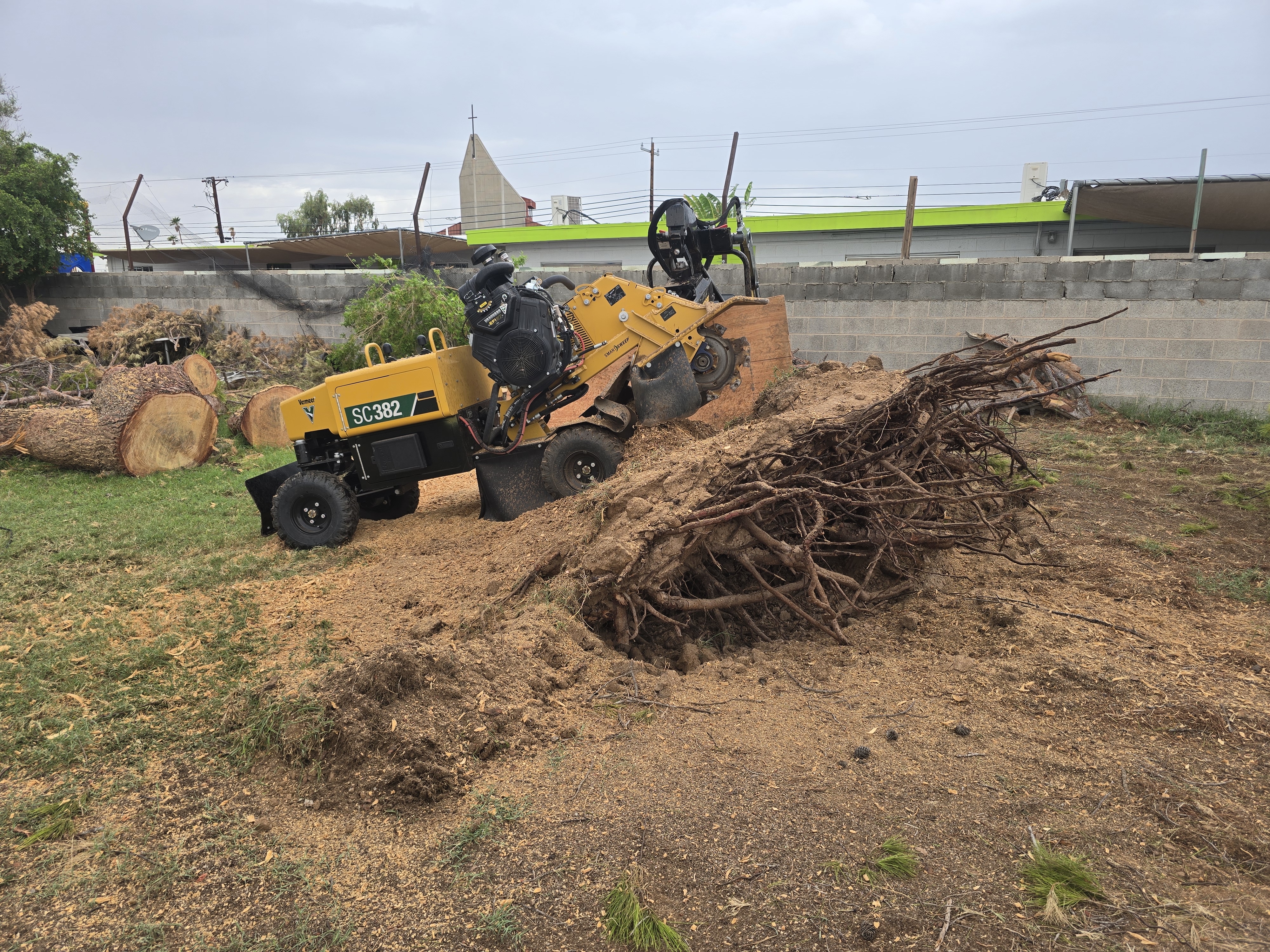 Stump before grinding