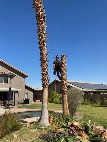 Controlled palm tree removal work with climbing equipment