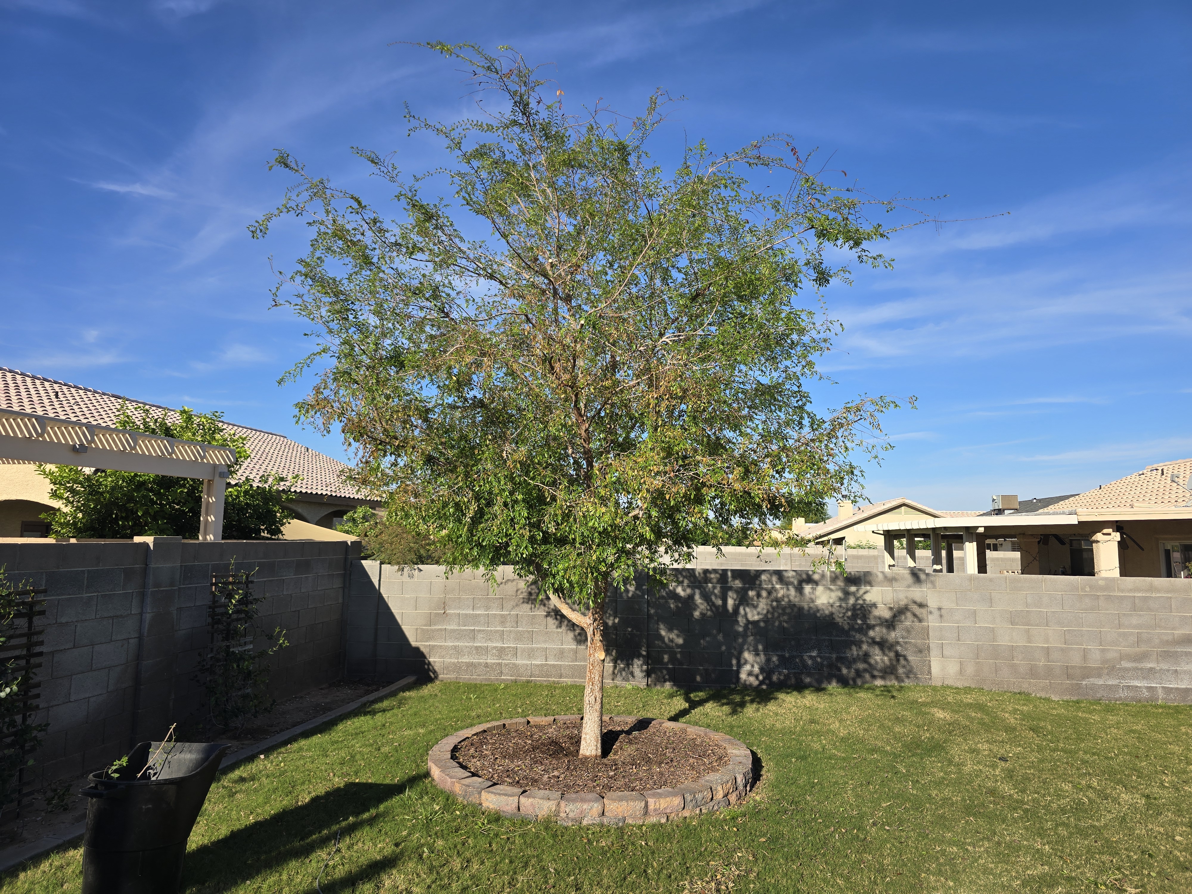 Chinese elm after trimming and cleanup