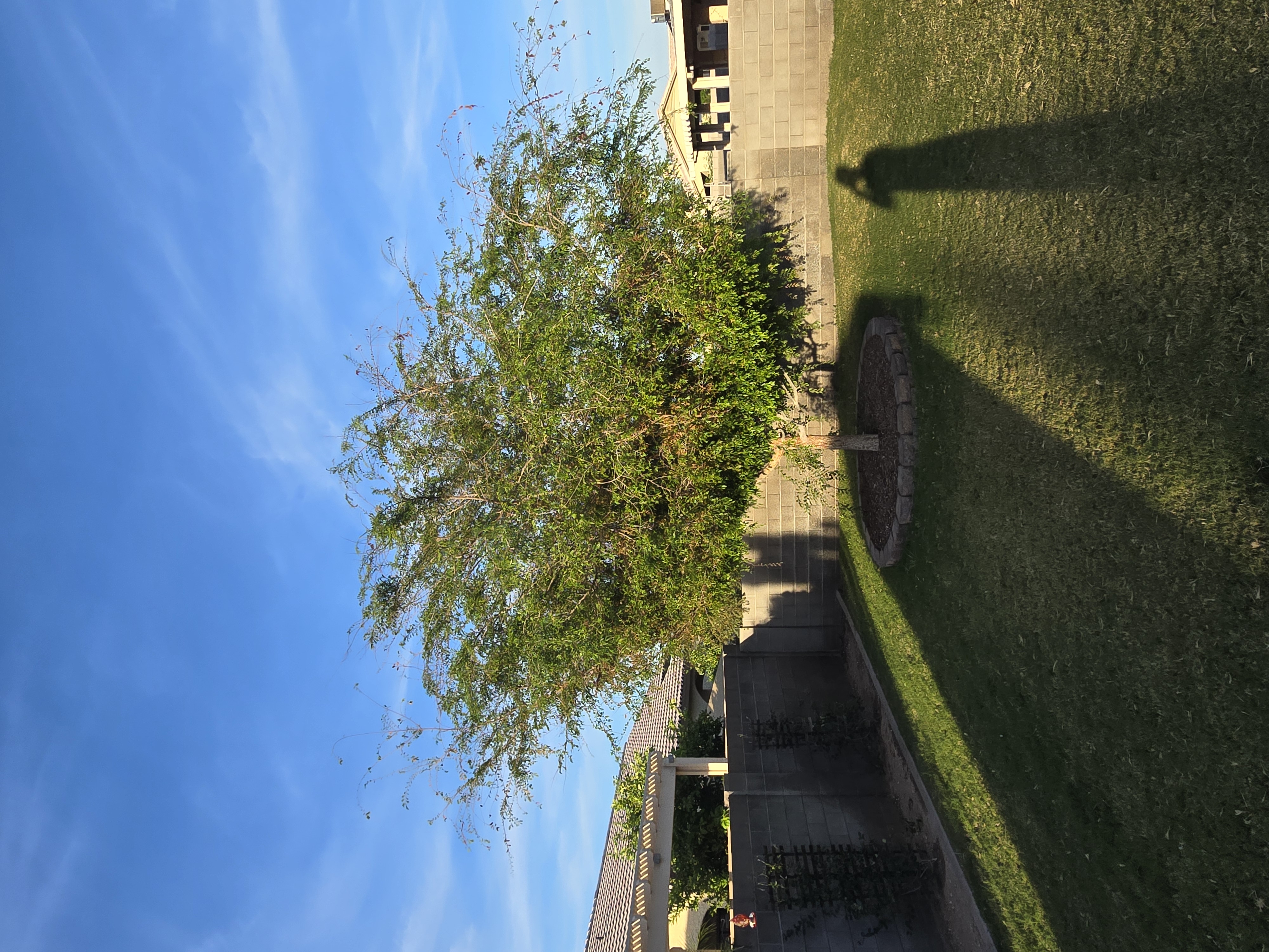 Chinese elm before trimming and crown clearance work