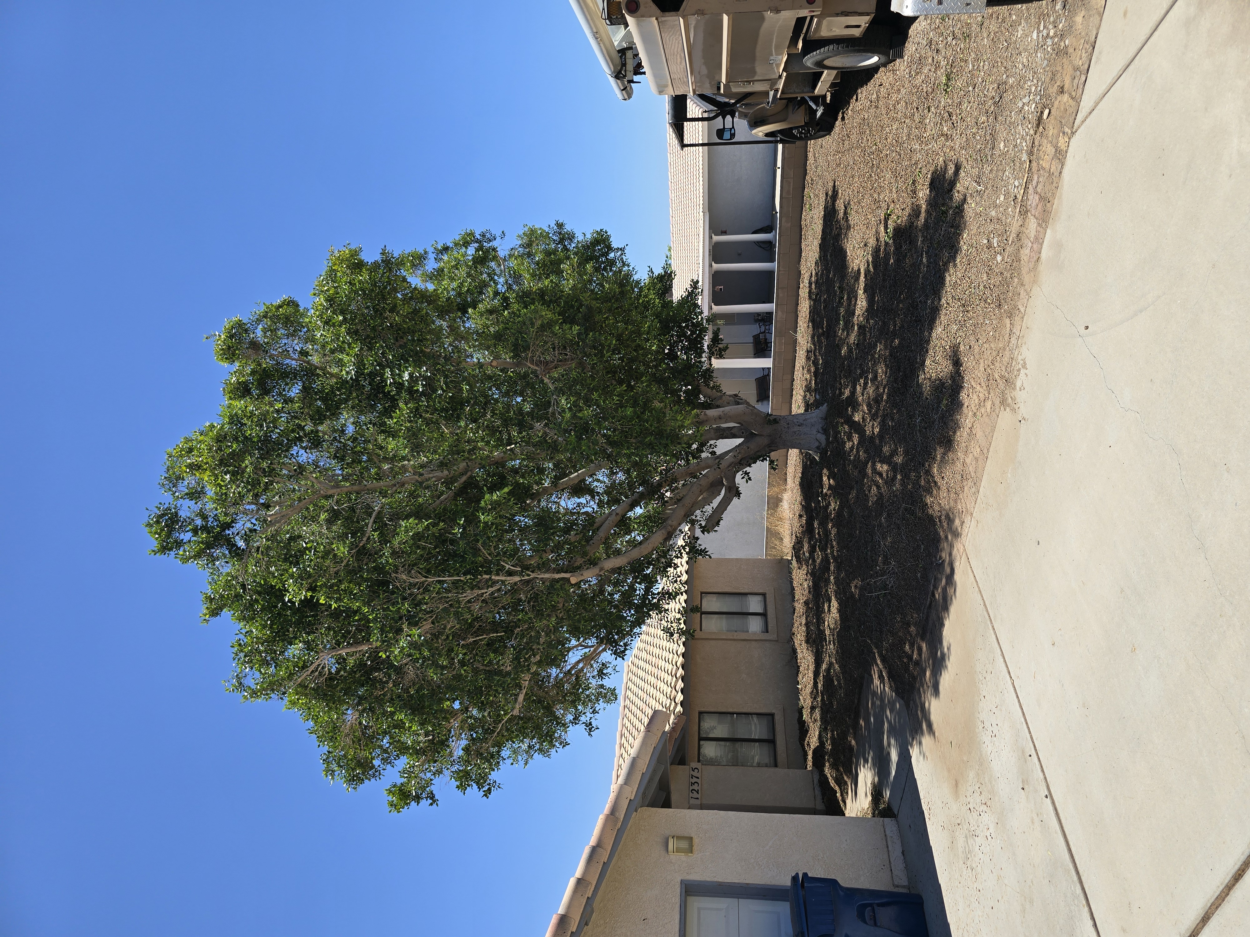 After crown reduction work on a Yuma property