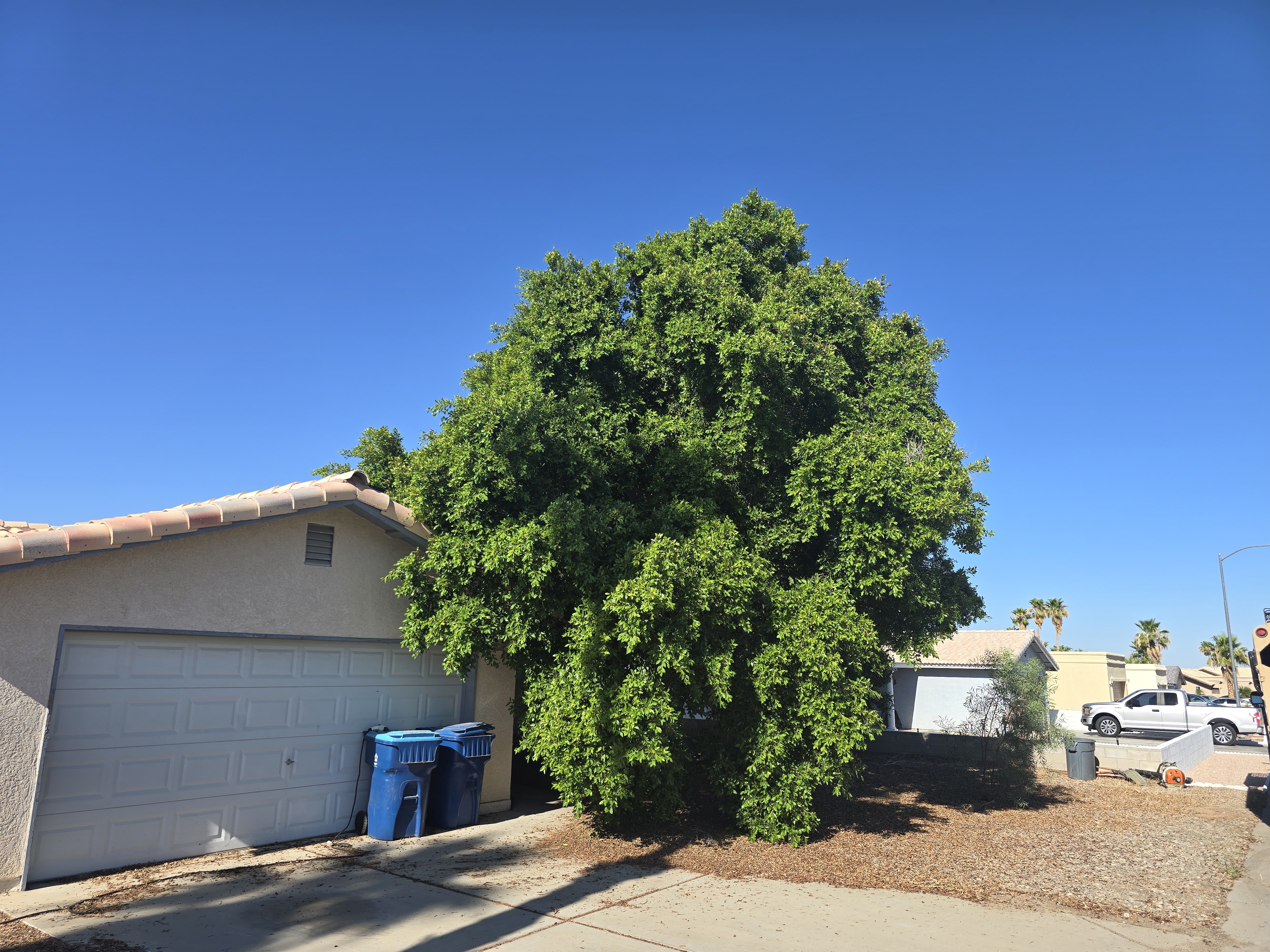 Before crown reduction work on a Yuma property