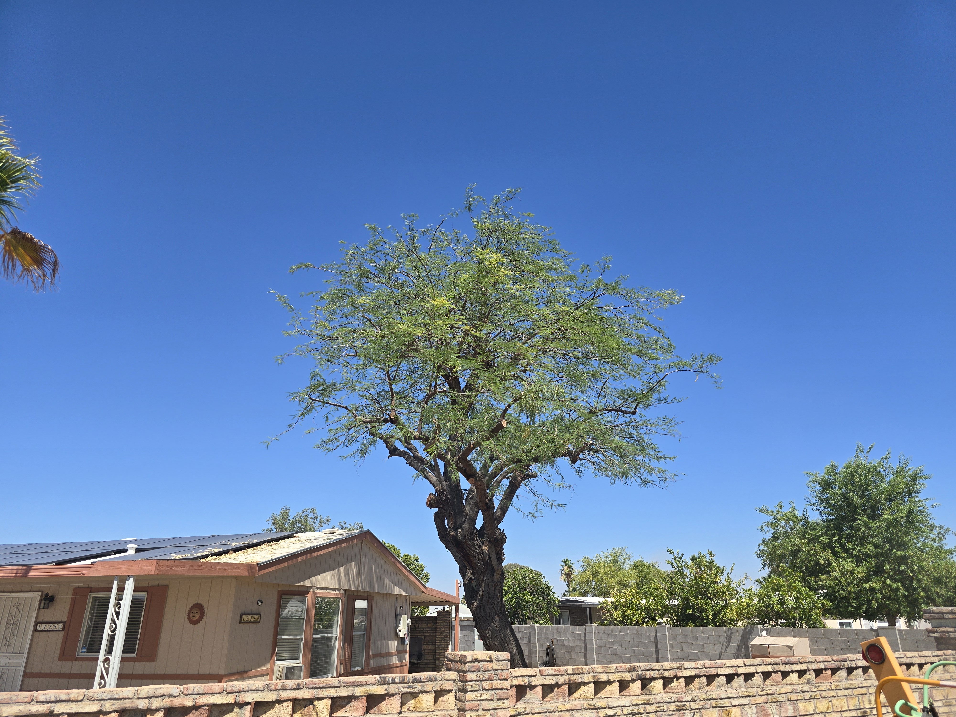 After selective crown reduction on the same desert tree
