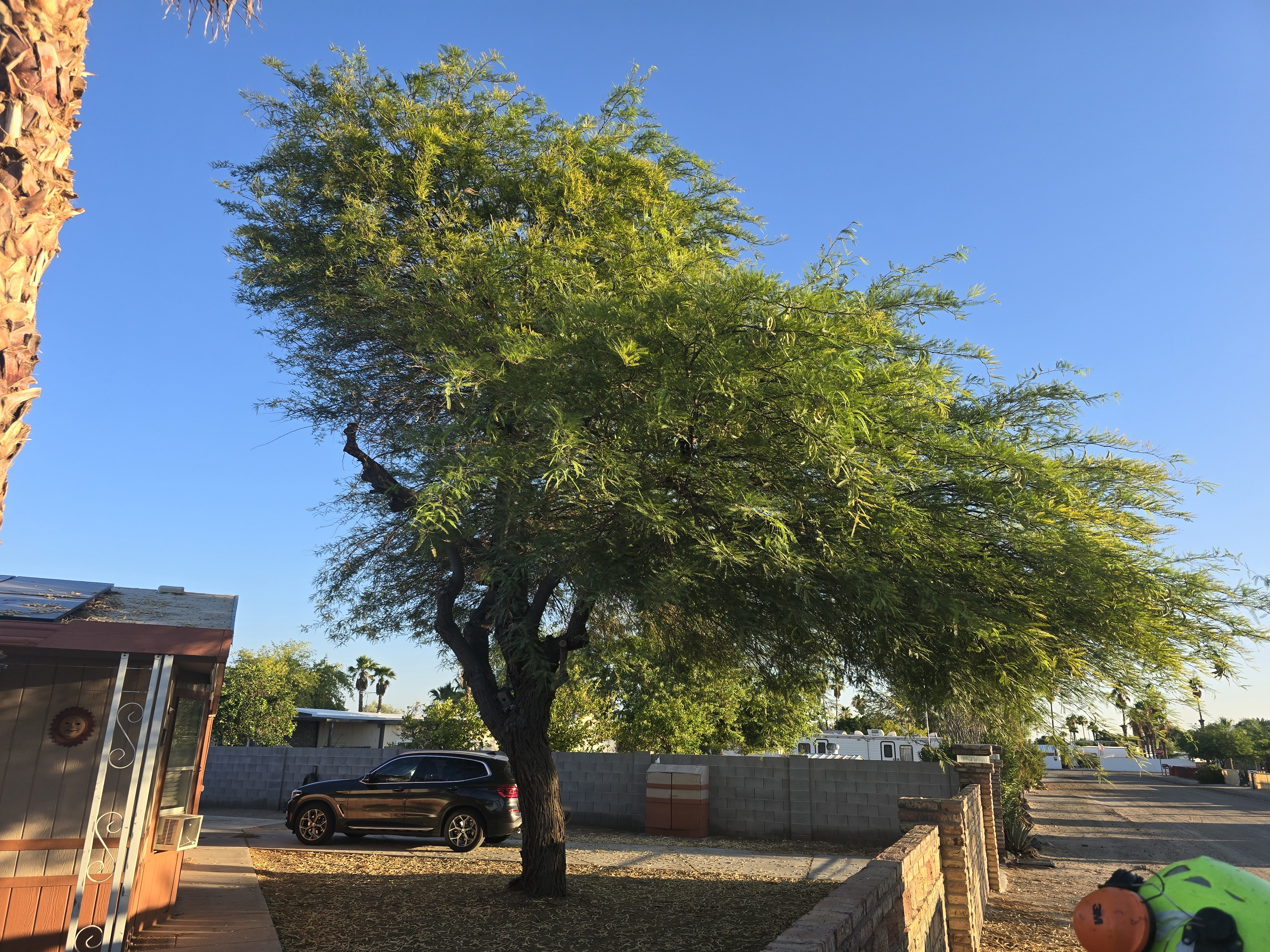 Before selective crown reduction on a desert tree